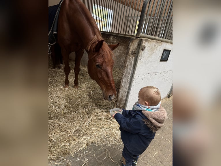 German Sport Horse Gelding 7 years 17 hh Chestnut in Eckental