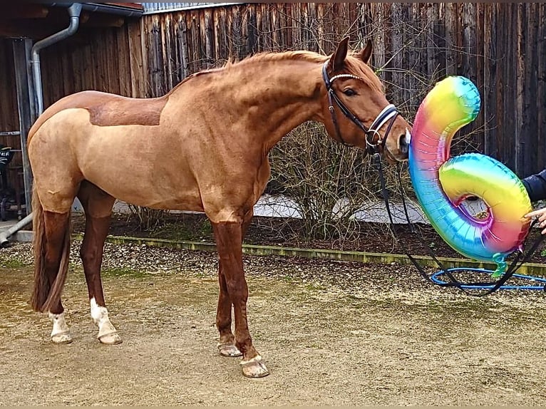 German Sport Horse Gelding 7 years 17 hh Chestnut in Eckental