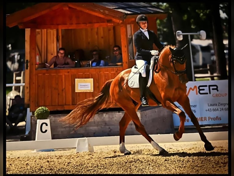 German Sport Horse Gelding 7 years 17 hh Chestnut-Red in Roth