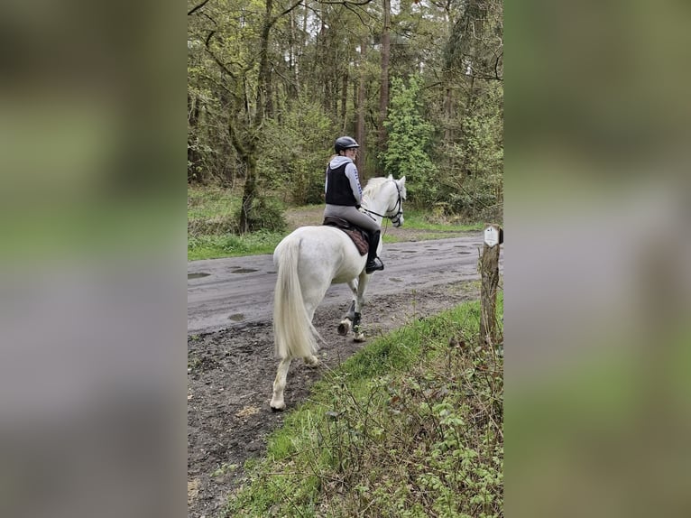German Sport Horse Gelding 7 years 17 hh Grey in Sendenhorst