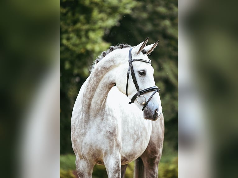 German Sport Horse Gelding 7 years 17 hh Grey in Riedstadt