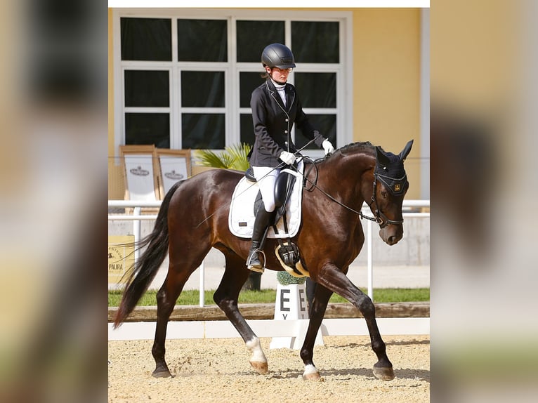 German Sport Horse Gelding 7 years 17 hh Smoky-Black in Salzburg