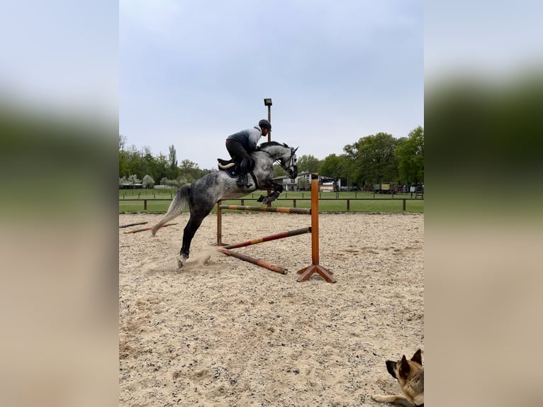 German Sport Horse Gelding 7 years 17,1 hh Grey-Dapple in Cottbus