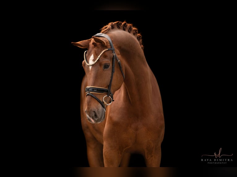 German Sport Horse Gelding 7 years 17,2 hh Chestnut-Red in Wehringen