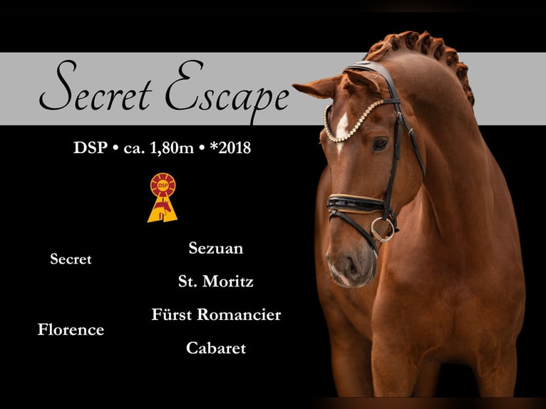 German Sport Horse Gelding 7 years 17,2 hh Chestnut-Red in Wehringen