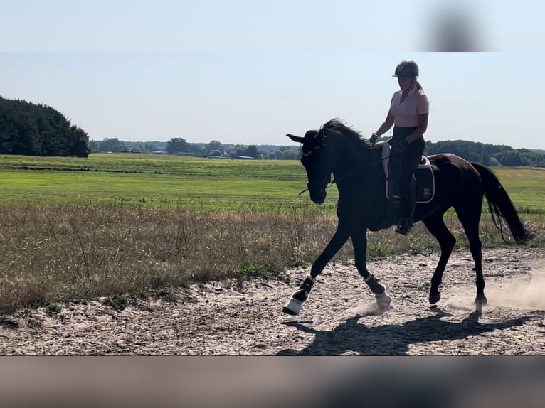 German Sport Horse Gelding 7 years 17,3 hh Black in Z&#xFC;lsdorf