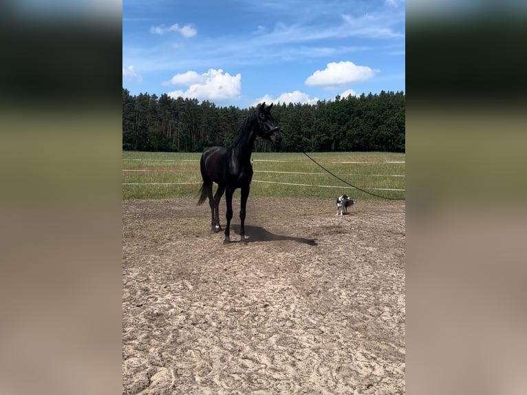 German Sport Horse Gelding 7 years 17,3 hh Black in Z&#xFC;lsdorf