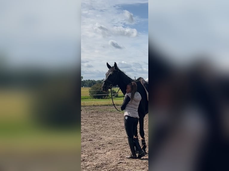 German Sport Horse Gelding 7 years 17,3 hh Black in Z&#xFC;lsdorf