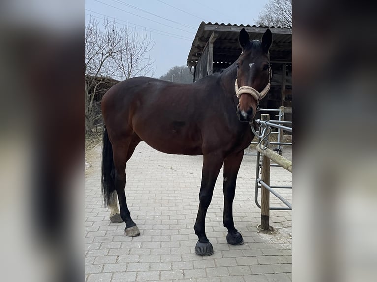 German Sport Horse Gelding 7 years 17,3 hh Brown in Schwabach