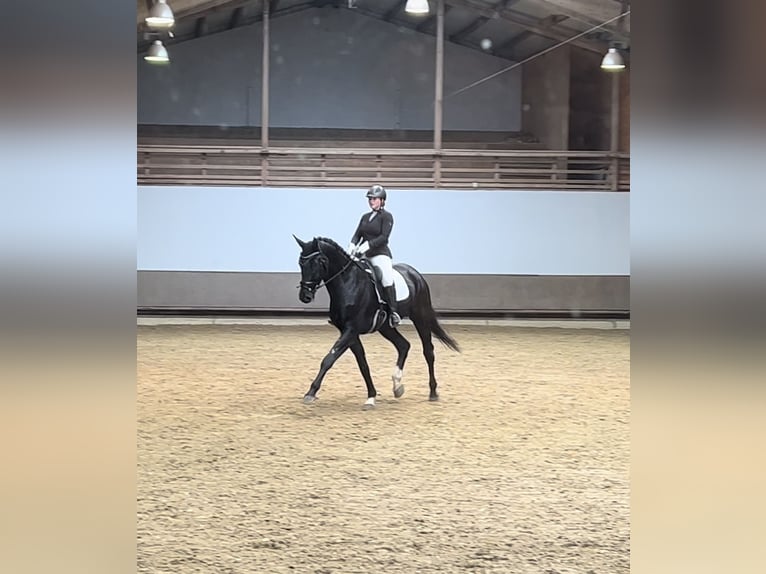 German Sport Horse Gelding 7 years 18.1 hh Smoky-Black in Schermbeck