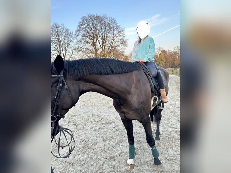 German Sport Horse Gelding 7 years 18.1 hh Smoky-Black in Schermbeck