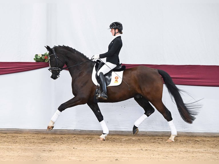 German Sport Horse Gelding 7 years Bay-Dark in Gomadingen