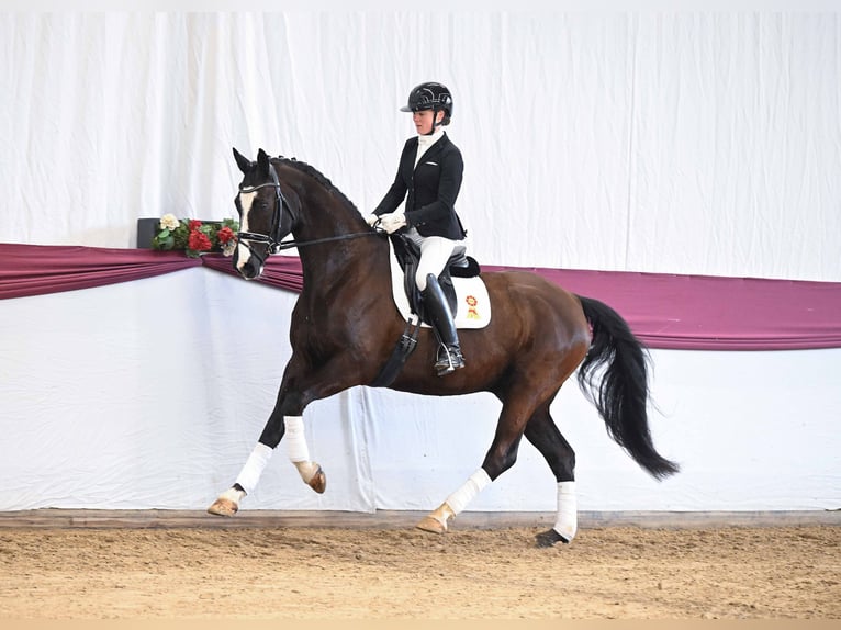 German Sport Horse Gelding 7 years Bay-Dark in Gomadingen
