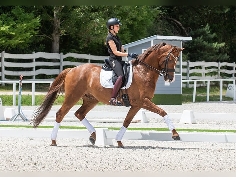 German Sport Horse Gelding 7 years in Pilisjászfalu