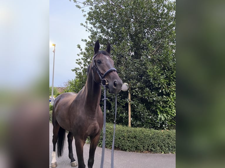 German Sport Horse Gelding 7 years in Ermensee