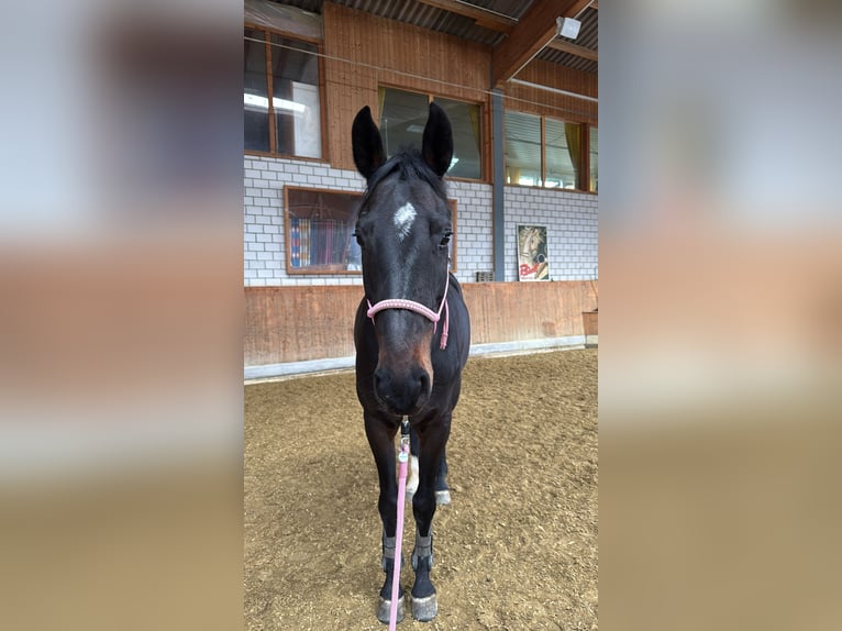 German Sport Horse Gelding 7 years in Ermensee