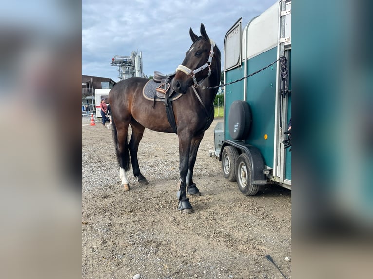 German Sport Horse Gelding 7 years in Ermensee