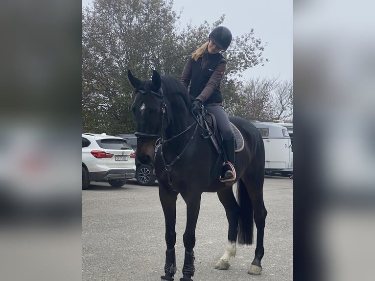 German Sport Horse Gelding 7 years in Ermensee