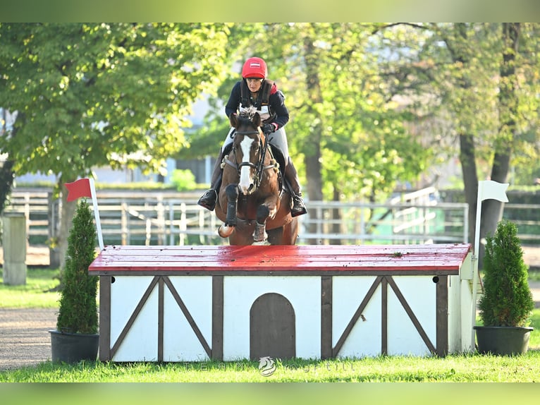 German Sport Horse Gelding 8 years 15.2 hh Brown in Möderbrugg
