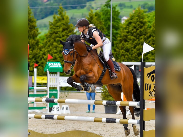 German Sport Horse Gelding 8 years 15,3 hh Brown in Dillingen an der Donau