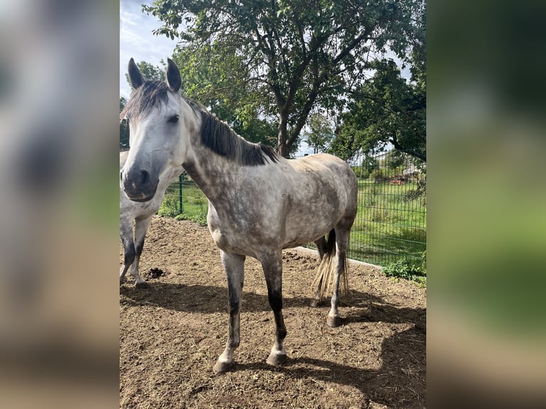 German Sport Horse Gelding 8 years 15.3 hh Grey in Milower Land