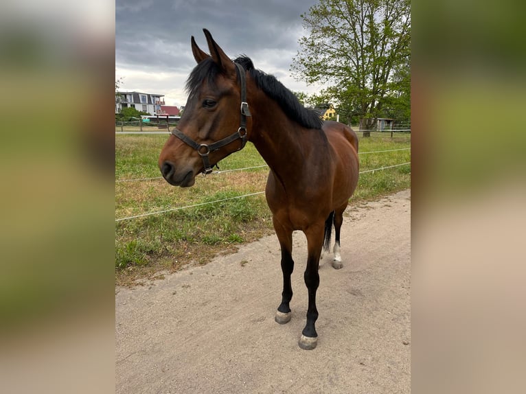 German Sport Horse Gelding 8 years 15,1 hh Bay-Dark in Radebeul