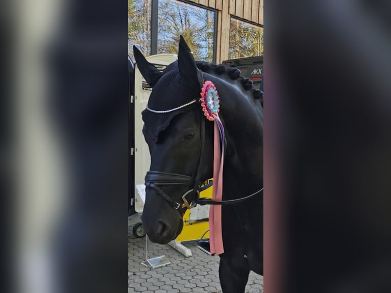 German Sport Horse Gelding 8 years 16,1 hh Black in Roßdorf