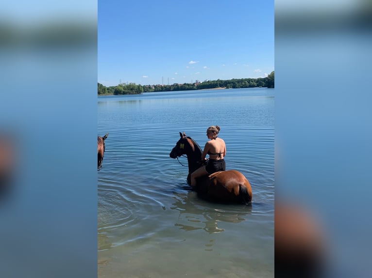 German Sport Horse Gelding 8 years 16,1 hh Brown in Pellingen