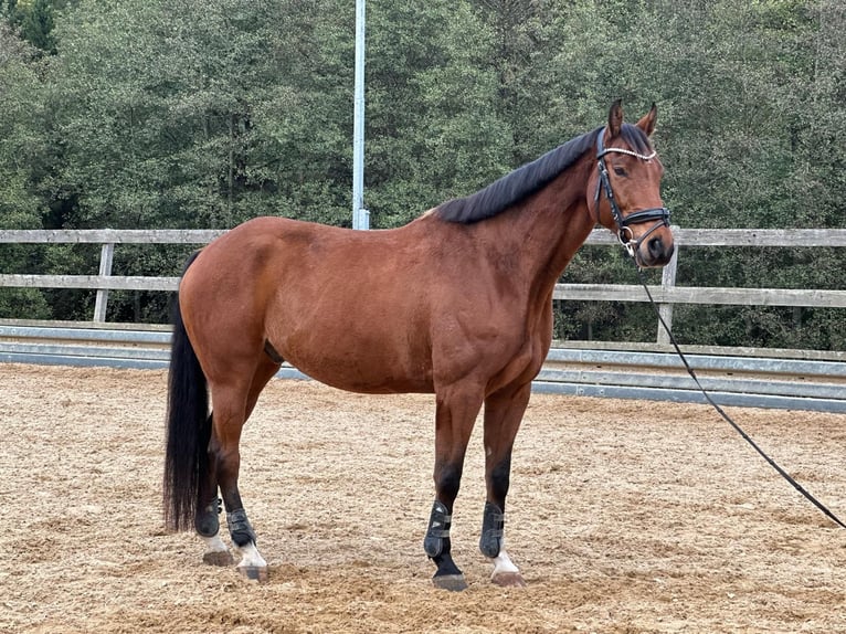German Sport Horse Gelding 8 years 16.1 hh Brown in Michelstadt