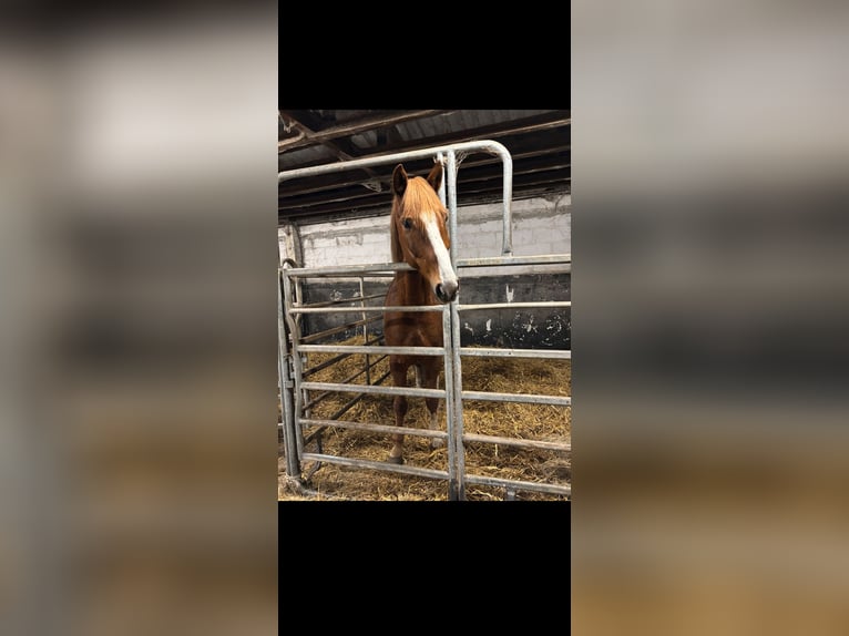 German Sport Horse Gelding 8 years 16.1 hh Chestnut-Red in Garz