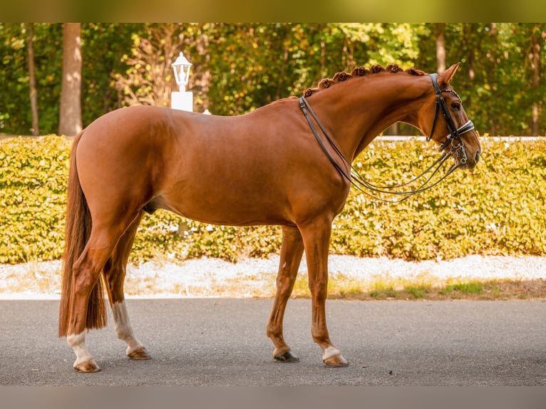 German Sport Horse Gelding 8 years 16.1 hh Chestnut-Red in Wehringen