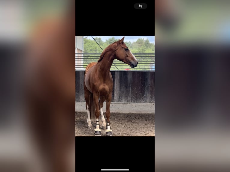 German Sport Horse Gelding 8 years 16,1 hh Chestnut-Red in Winnenden