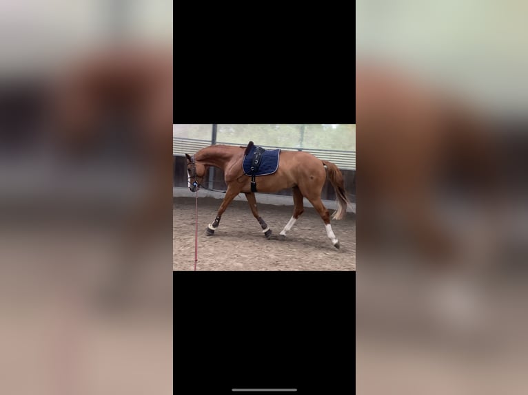 German Sport Horse Gelding 8 years 16,1 hh Chestnut-Red in Winnenden