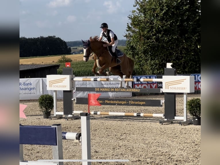 German Sport Horse Gelding 8 years 16,1 hh Chestnut-Red in Winnenden