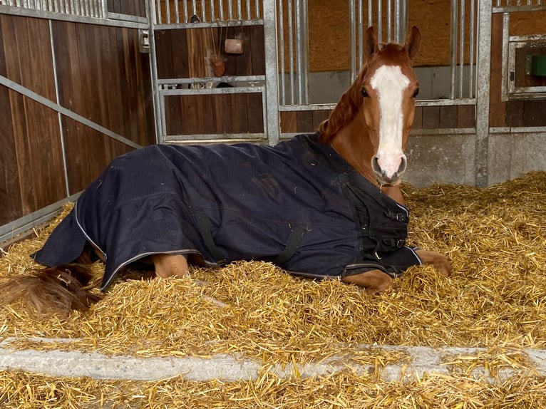 German Sport Horse Gelding 8 years 16,1 hh Chestnut-Red in Winnenden