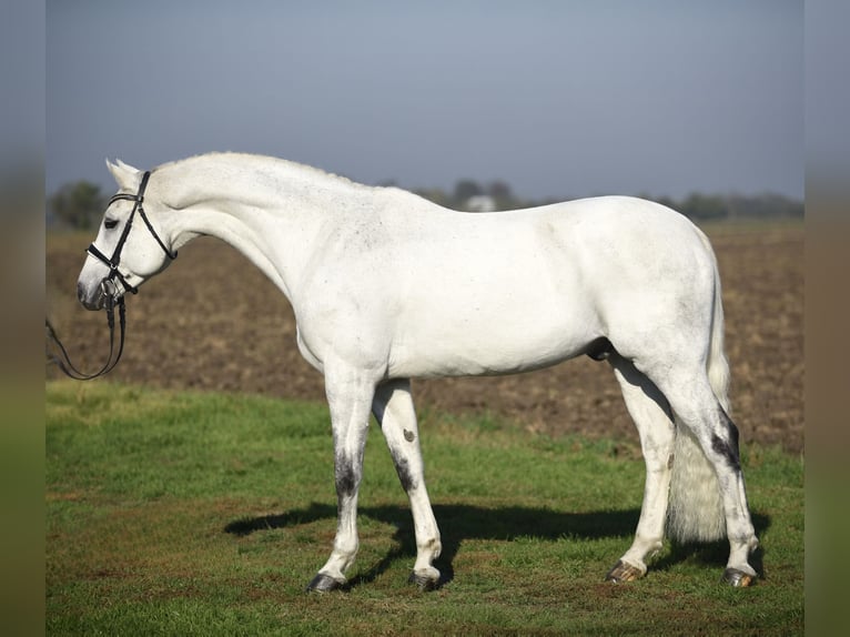 German Sport Horse Gelding 8 years 16,1 hh Gray in Cegléd