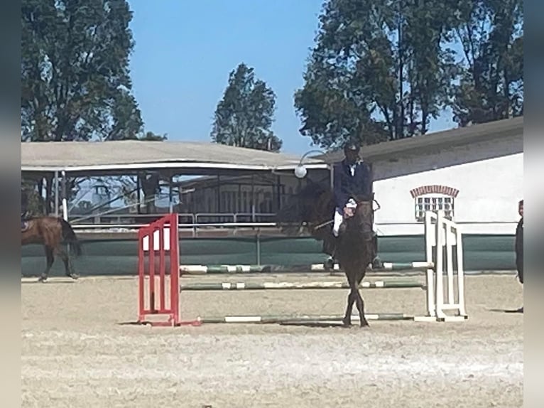 German Sport Horse Gelding 8 years 16.2 hh Bay-Dark in Neumarkt an der Raab