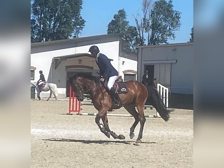 German Sport Horse Gelding 8 years 16.2 hh Bay-Dark in Neumarkt an der Raab
