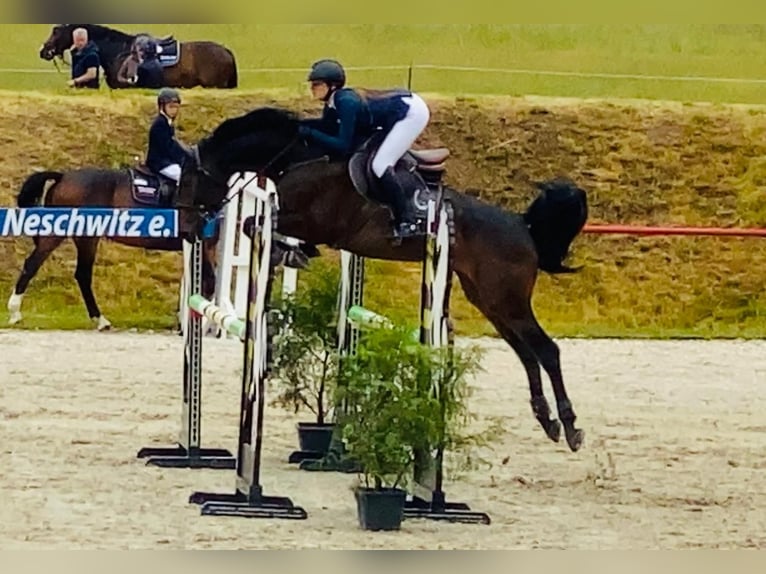 German Sport Horse Gelding 8 years 16.2 hh Bay-Dark in Neustadt in Sachsen