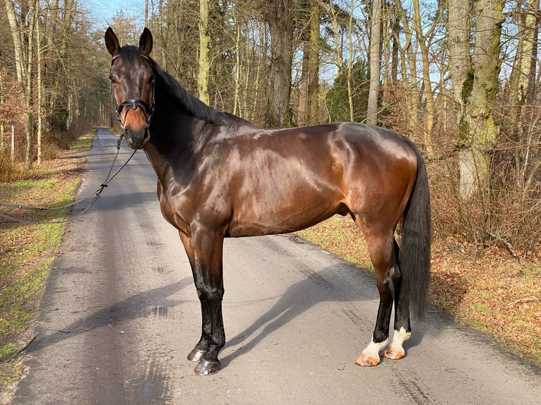 German Sport Horse Gelding 8 years 16,2 hh Bay-Dark in Gadow