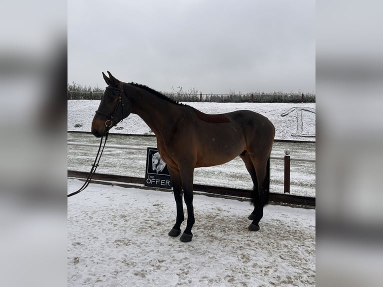 German Sport Horse Gelding 8 years 16.2 hh Bay-Dark in Mengen