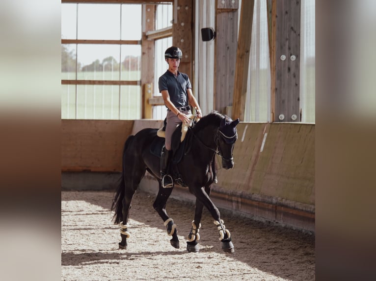 German Sport Horse Gelding 8 years 16.2 hh Black in Crailsheim