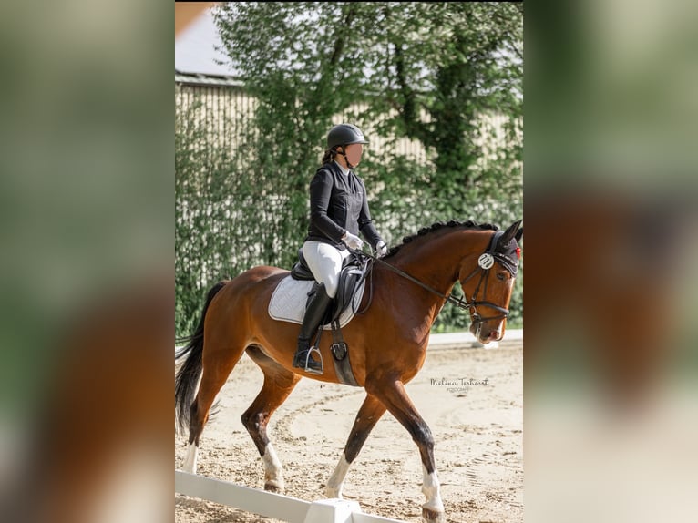 German Sport Horse Gelding 8 years 16.2 hh Brown in Nettetal