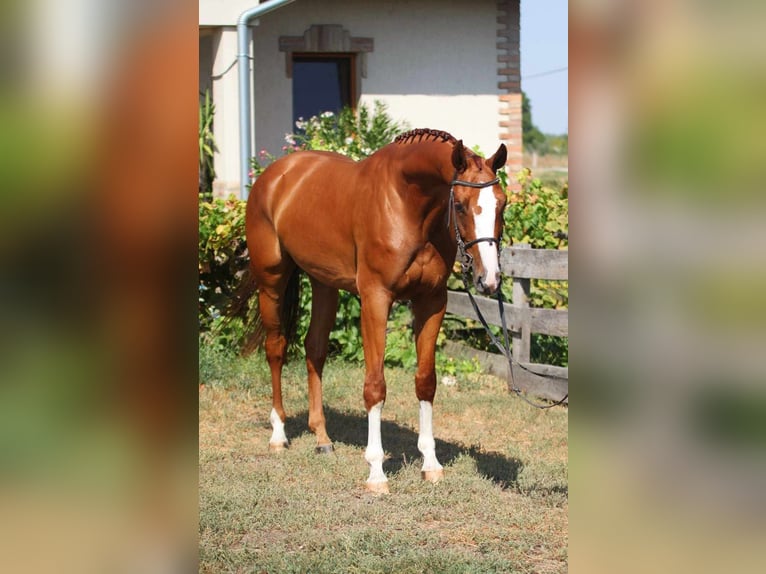 German Sport Horse Gelding 8 years 16.2 hh Chestnut-Red in Békésszentandrás