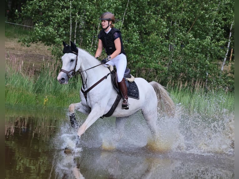 German Sport Horse Gelding 8 years 16.2 hh Grey in Leipzig