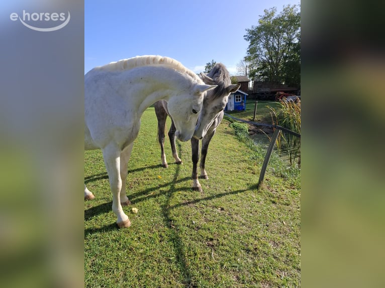 German Sport Horse Gelding 8 years 16.2 hh Grey in Kalbe