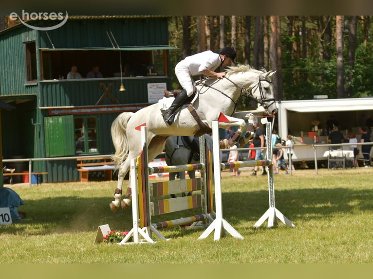 German Sport Horse Gelding 8 years 16.2 hh Grey in Kalbe