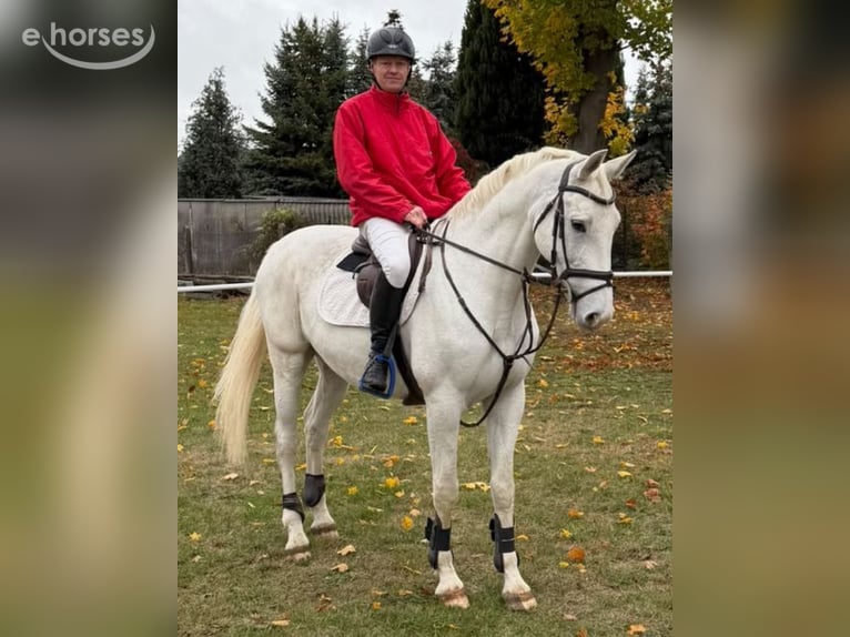 German Sport Horse Gelding 8 years 16.2 hh Grey in Kalbe