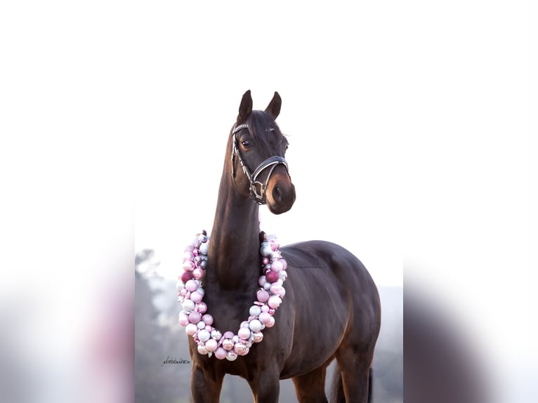 German Sport Horse Gelding 8 years 16.2 hh  in Feldkirchen-Westerham