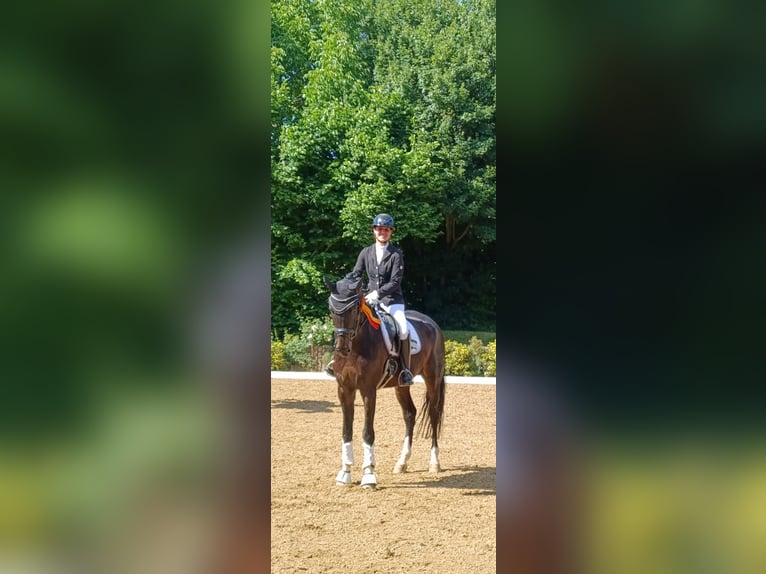 German Sport Horse Gelding 8 years 16.3 hh Bay-Dark in Griesheim